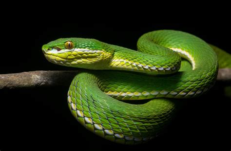 images of nake